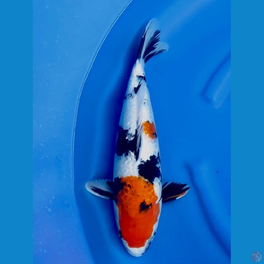 45cm , Kindai Shogin F1