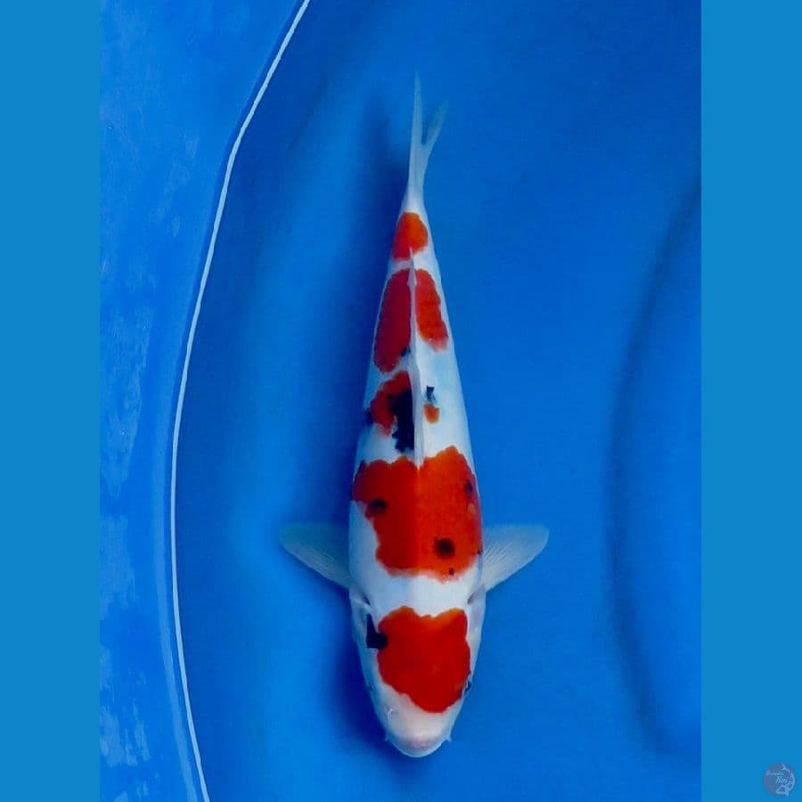 30cm, Sanke Putih