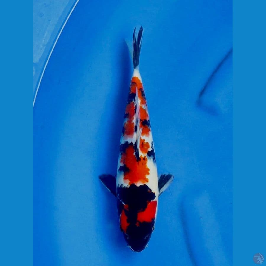 30cm , Male Showa Sanshoku