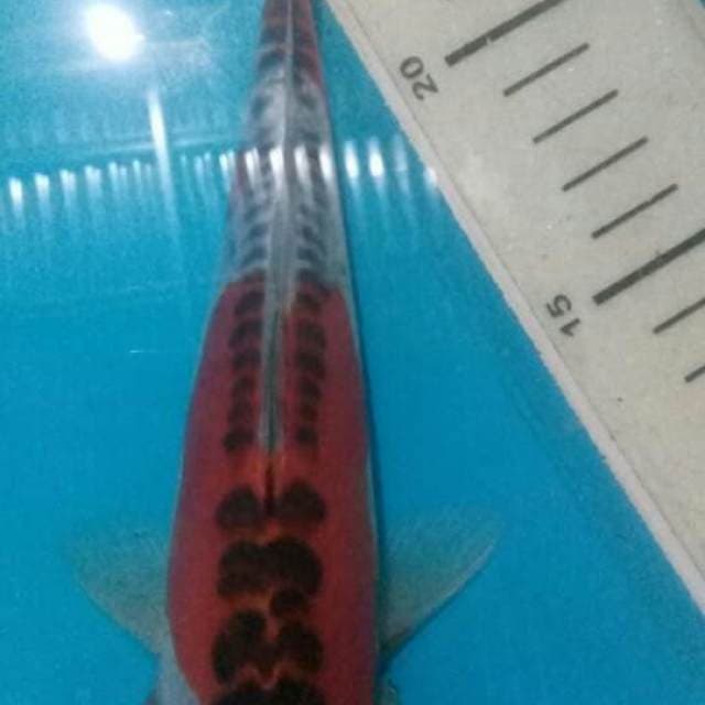 Kujaku.doitsu.size.20cm