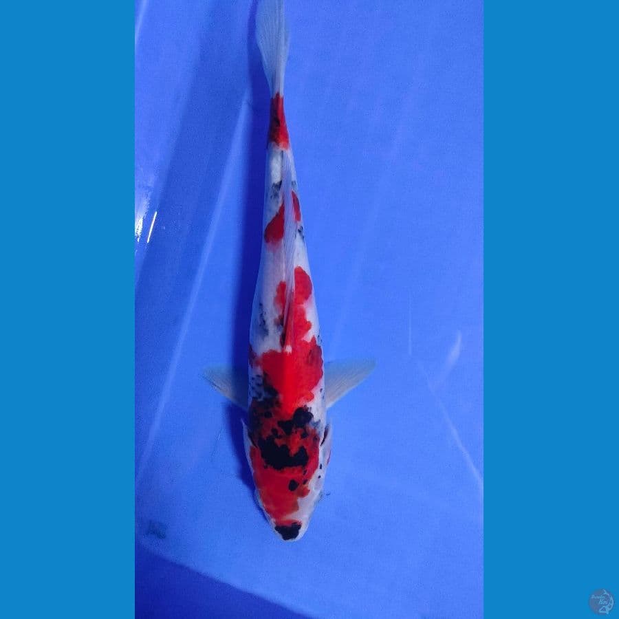 Showa Sanshoku 31cm Female 003