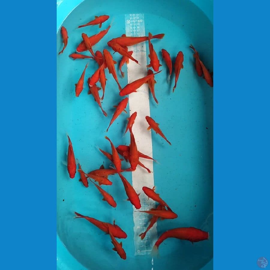 DOITSU Benigoi mix Akahajiro 10-15cm 40 ekor