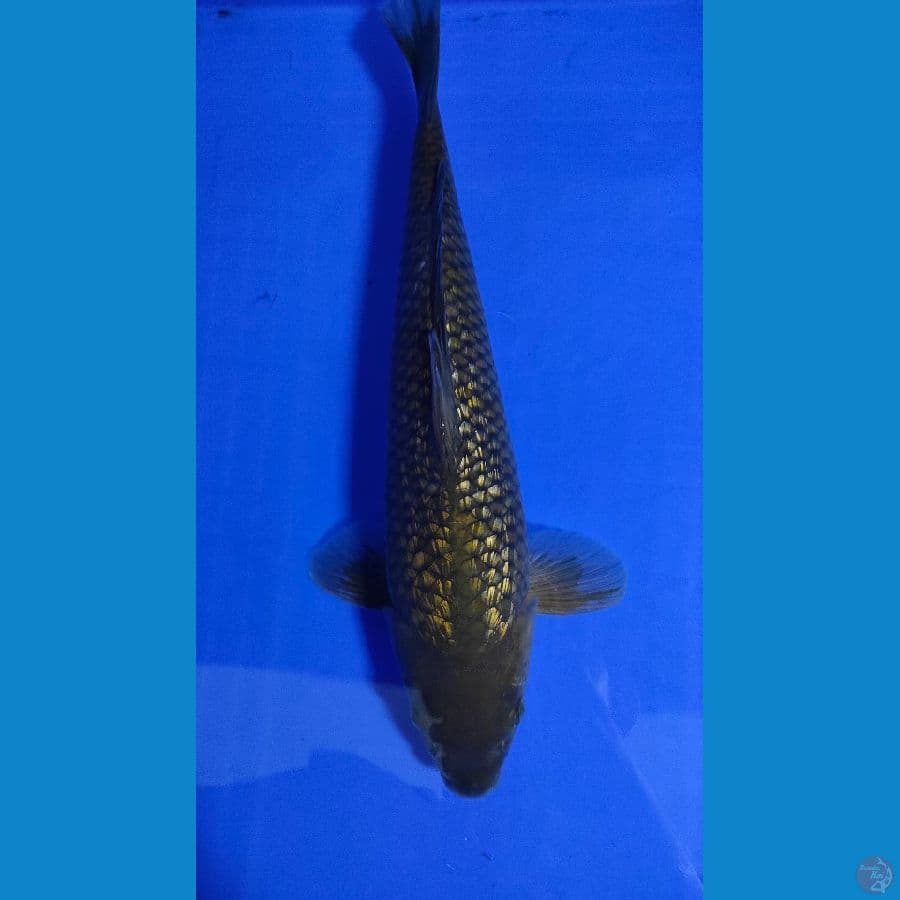 Midori Ginrin 37cm Female 004