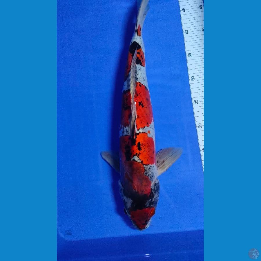 KikoKuryu Doitsu Murni 48cm Female 006
