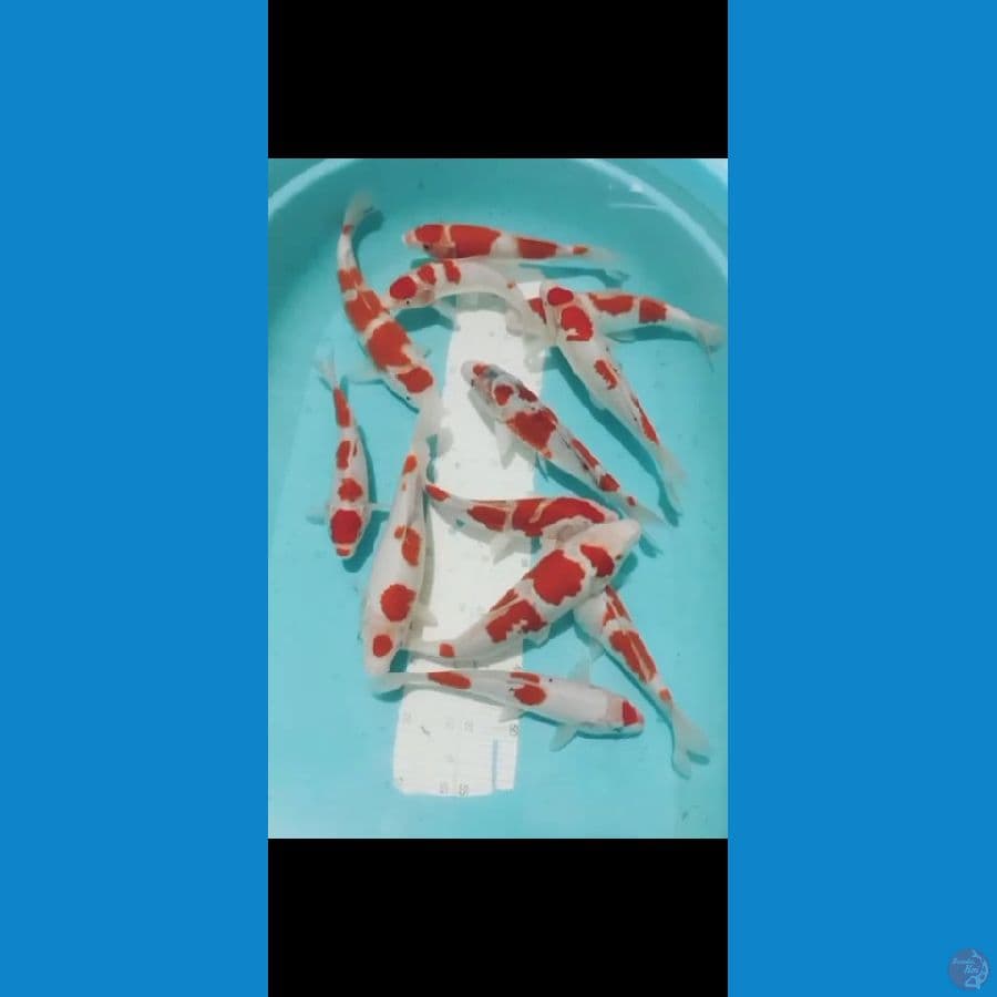 PAKET KOHAKU ( cutker ngrapiin bergaransi )