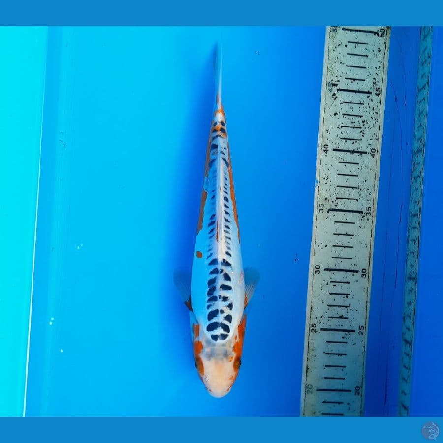 Shusui 27cm