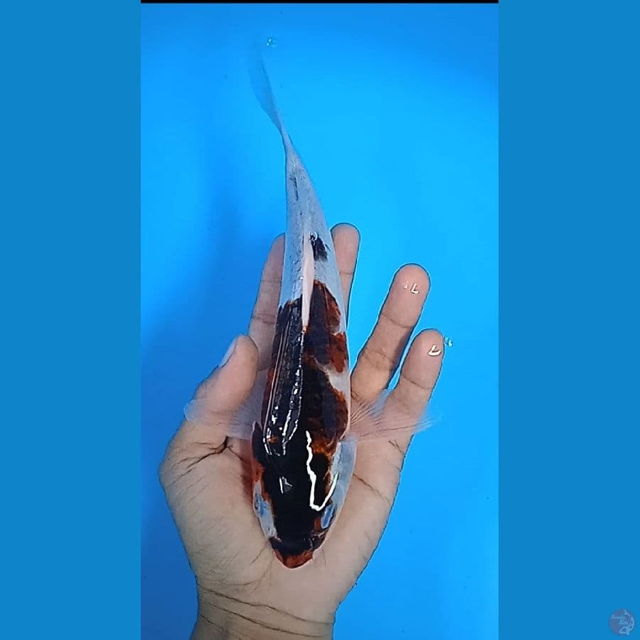 goromo : 23 cm