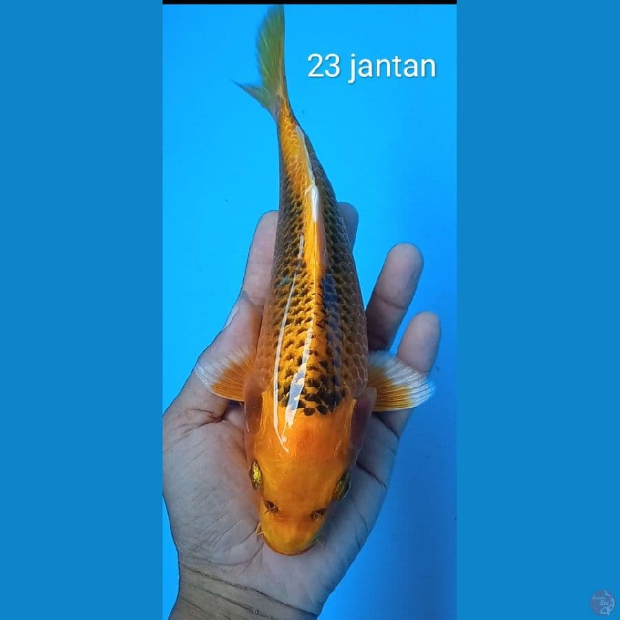 kin matshuba sort body : 23 /jantan