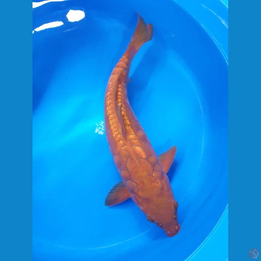 jumbo aragoke tembaga 46cm.