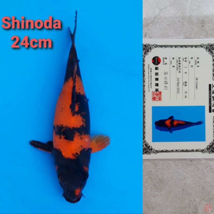 SHINODA HIUTSURI 24CM SERTI