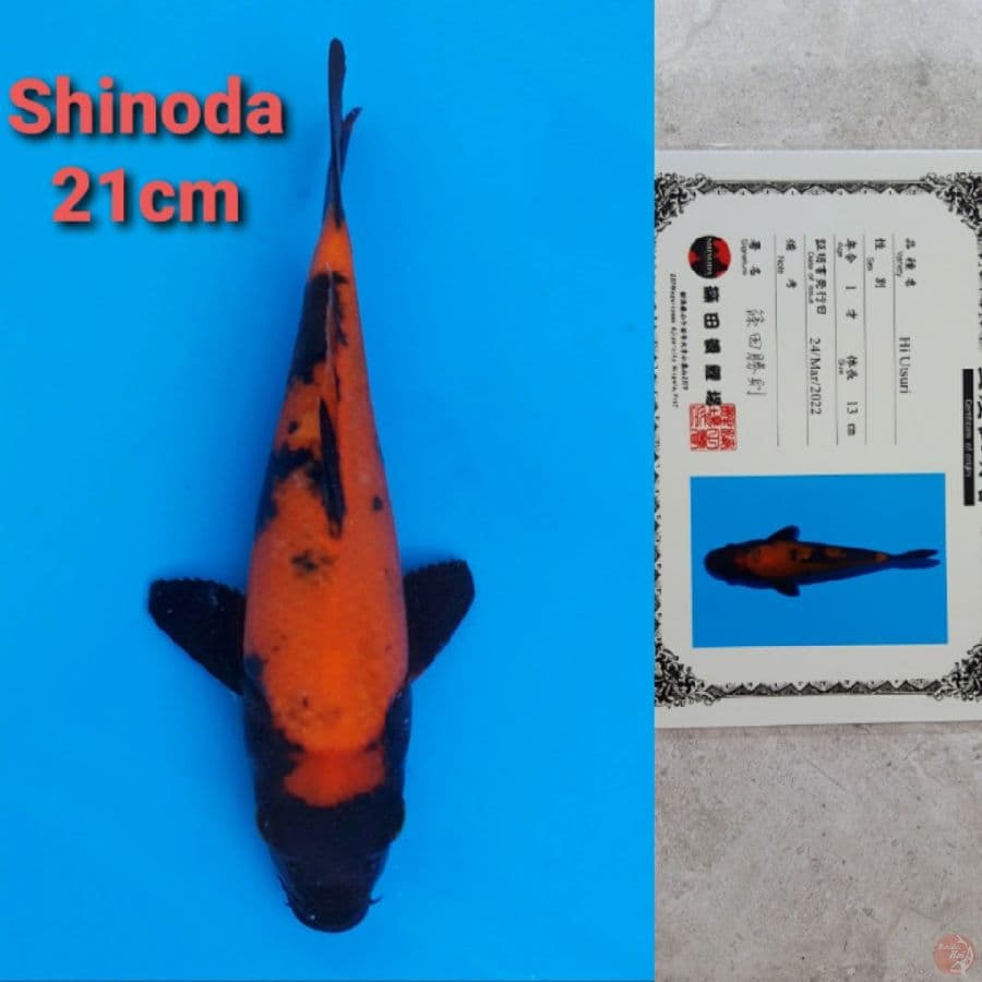 SHINODA HIUTSURI 21CM SERTI