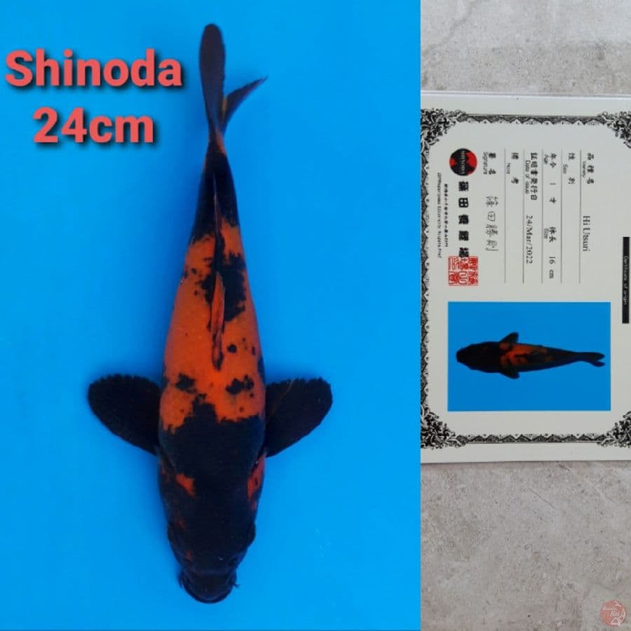 SHINODA HIUTSURI 24CM SERTI