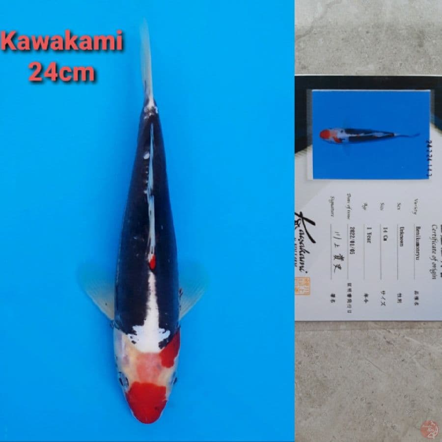KAWAKAMI BENI KUMONRYU 24CM SERTI