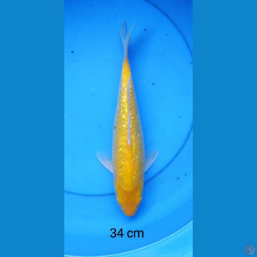 karashi ginrin red eye 34 cm