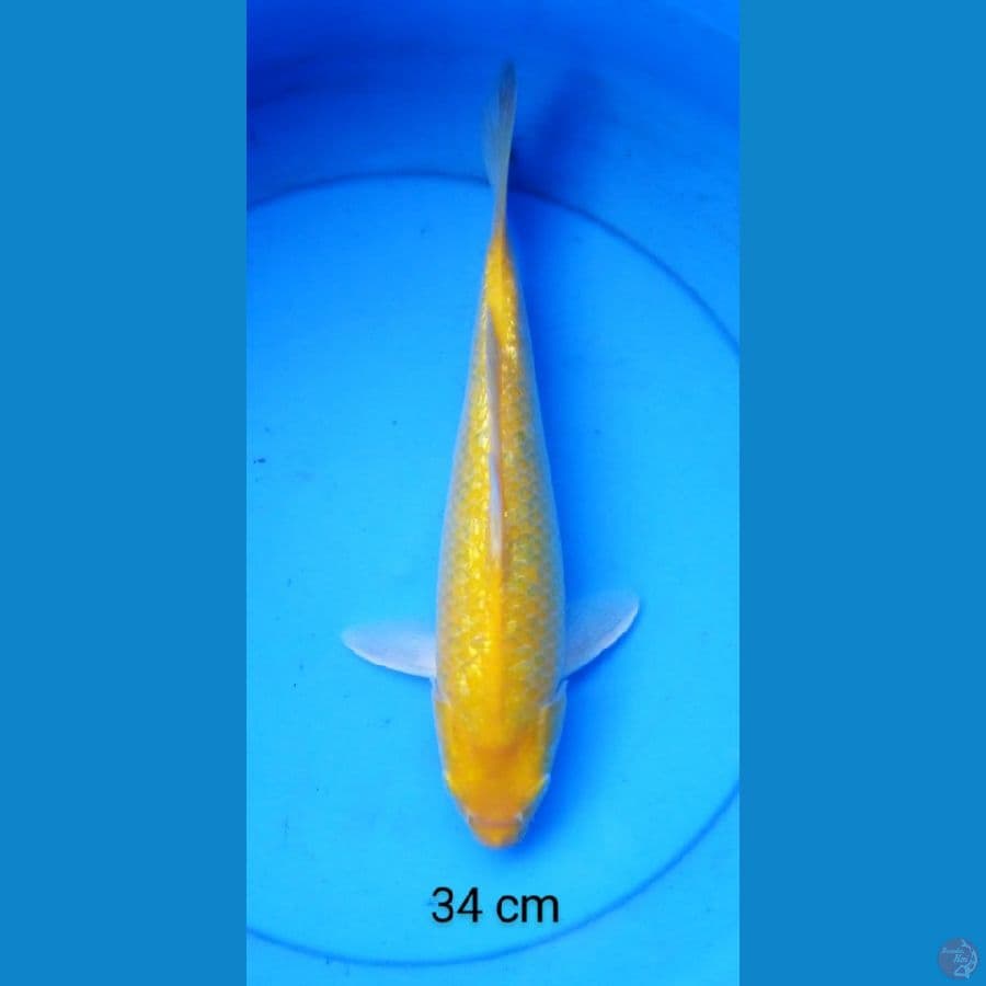 karashi ginrin punuk red eye 34 cm