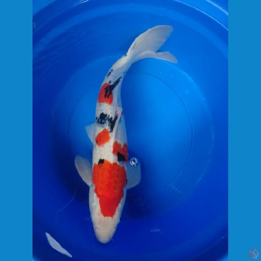 sanke strong 57cm jantan