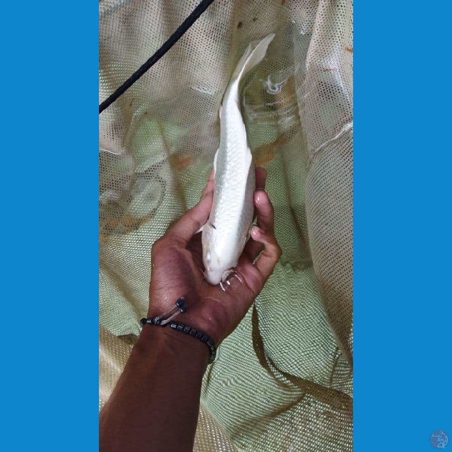 platinum 20cm