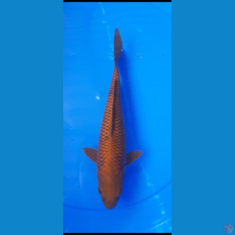 CAGOI TEMBAGA