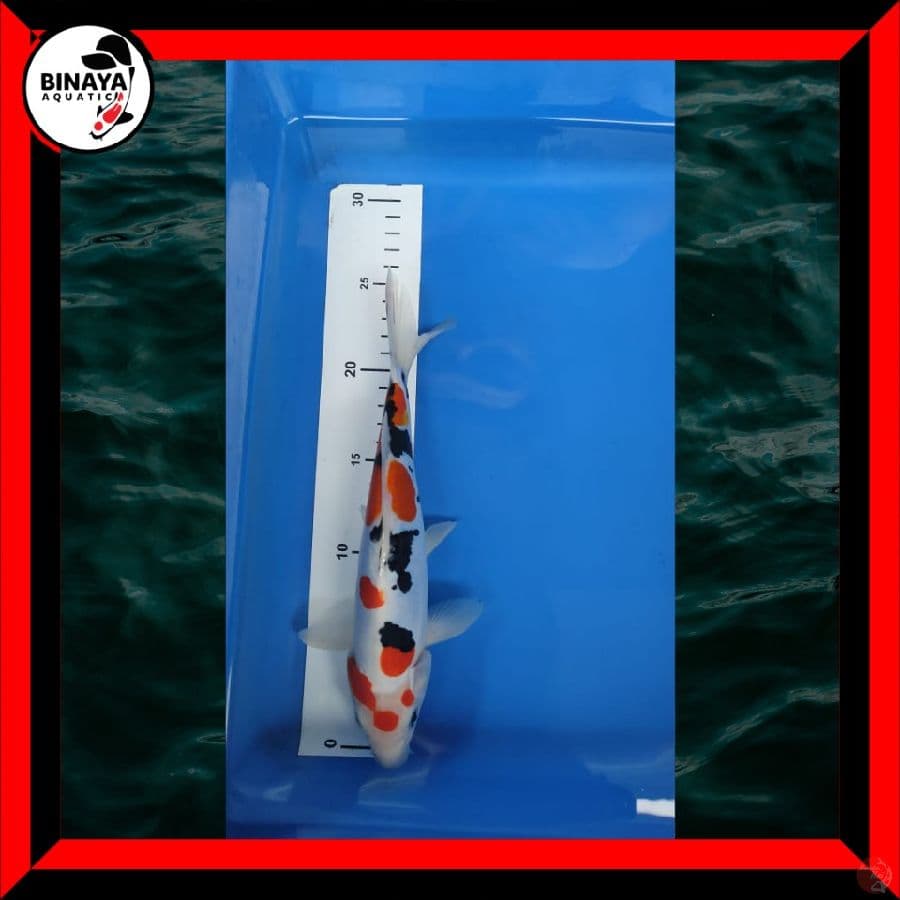 Doitsu Sanke 25 cm