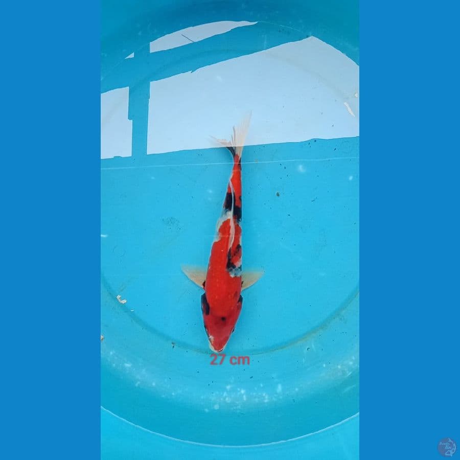showa 26 cm