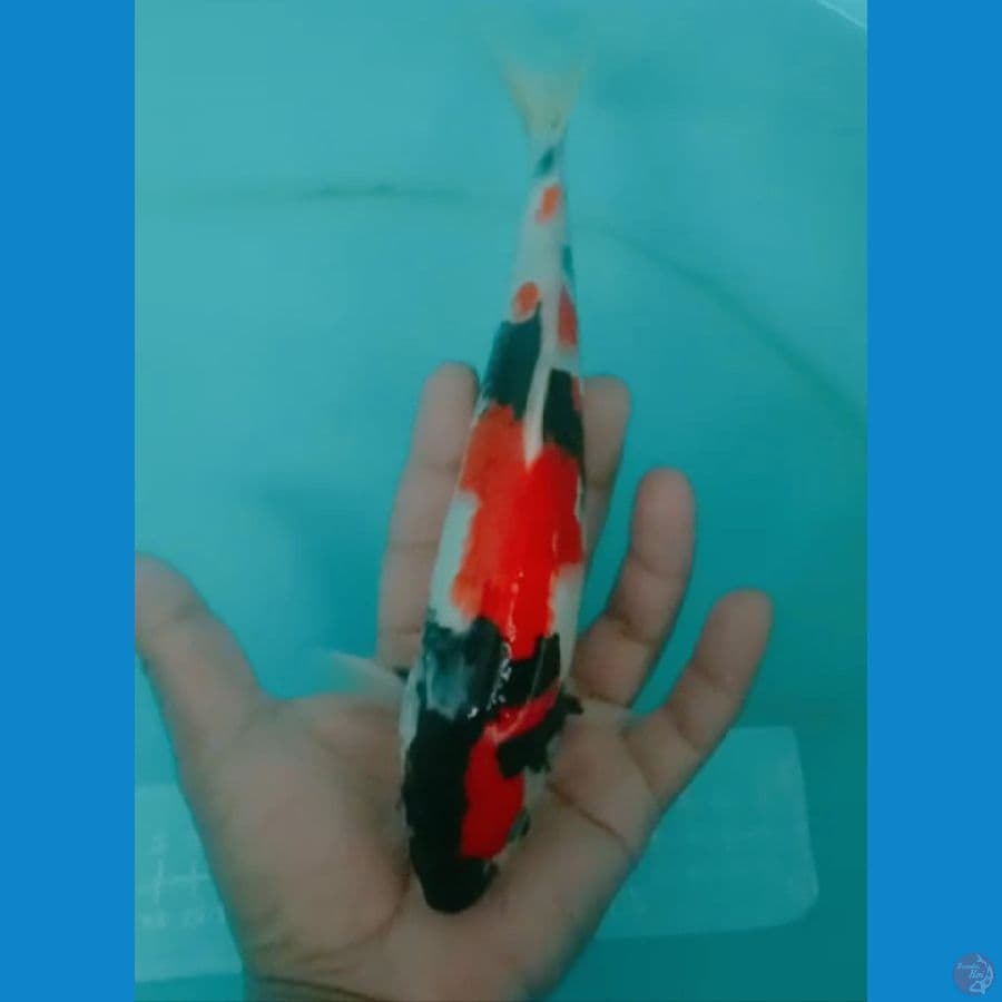 male 25 cm