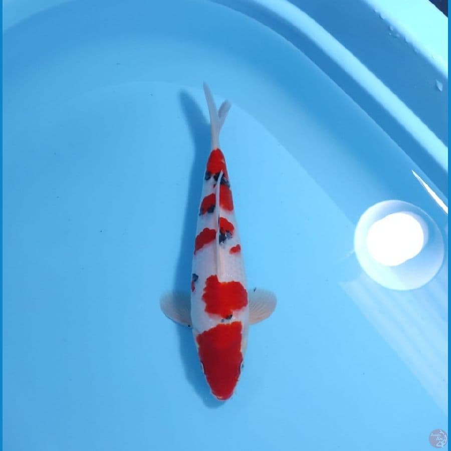 SANKE HQ 28 CM - MALE