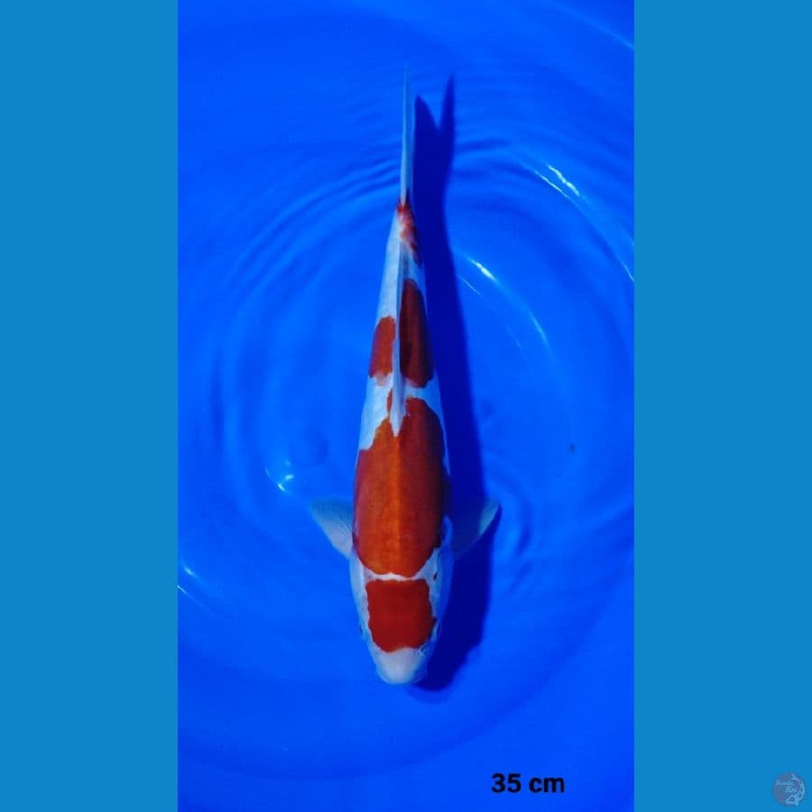 35cm kohaku doitsu