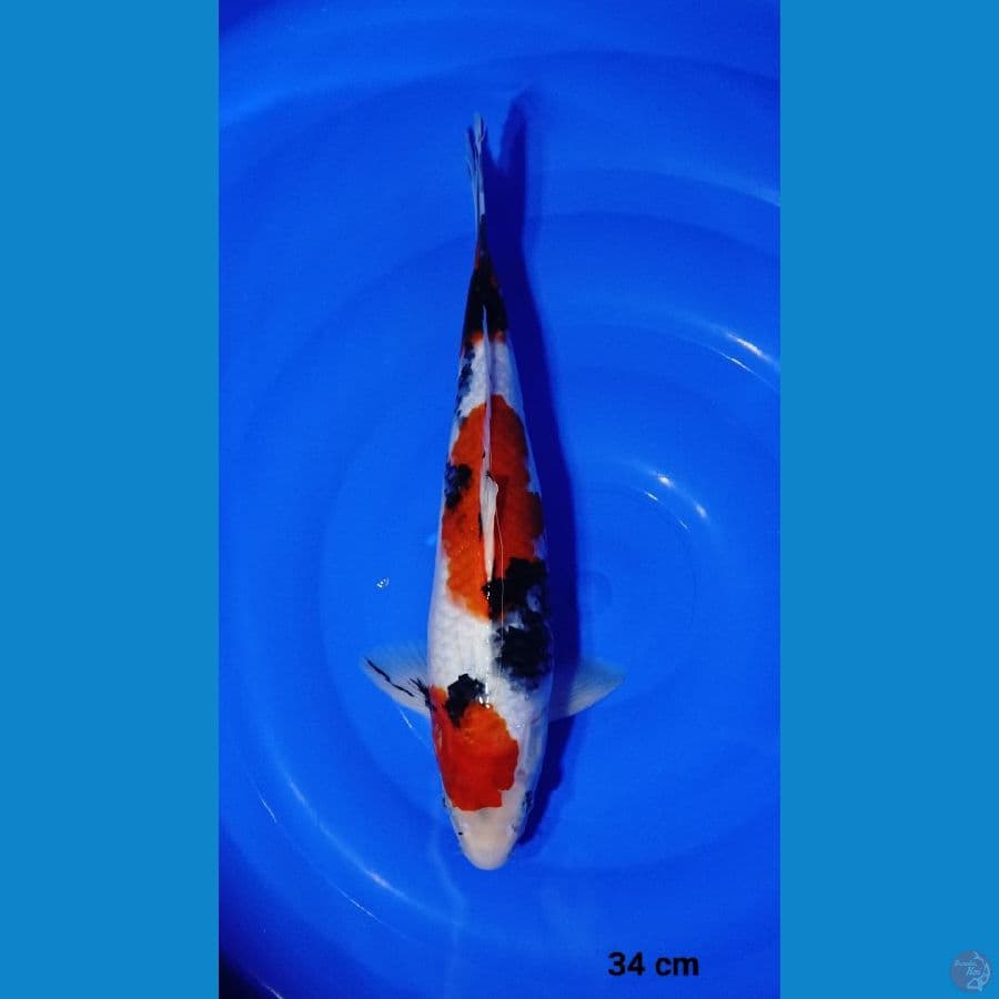 34cm showa istimewa