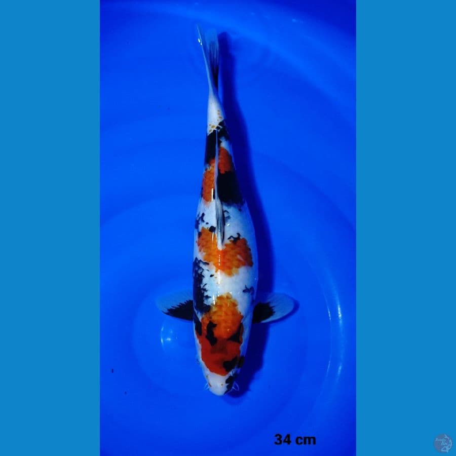 34cm showa sq