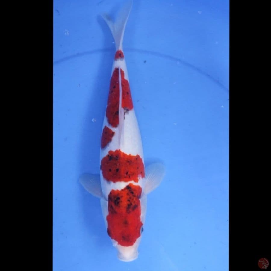AI GOROMO 31CM