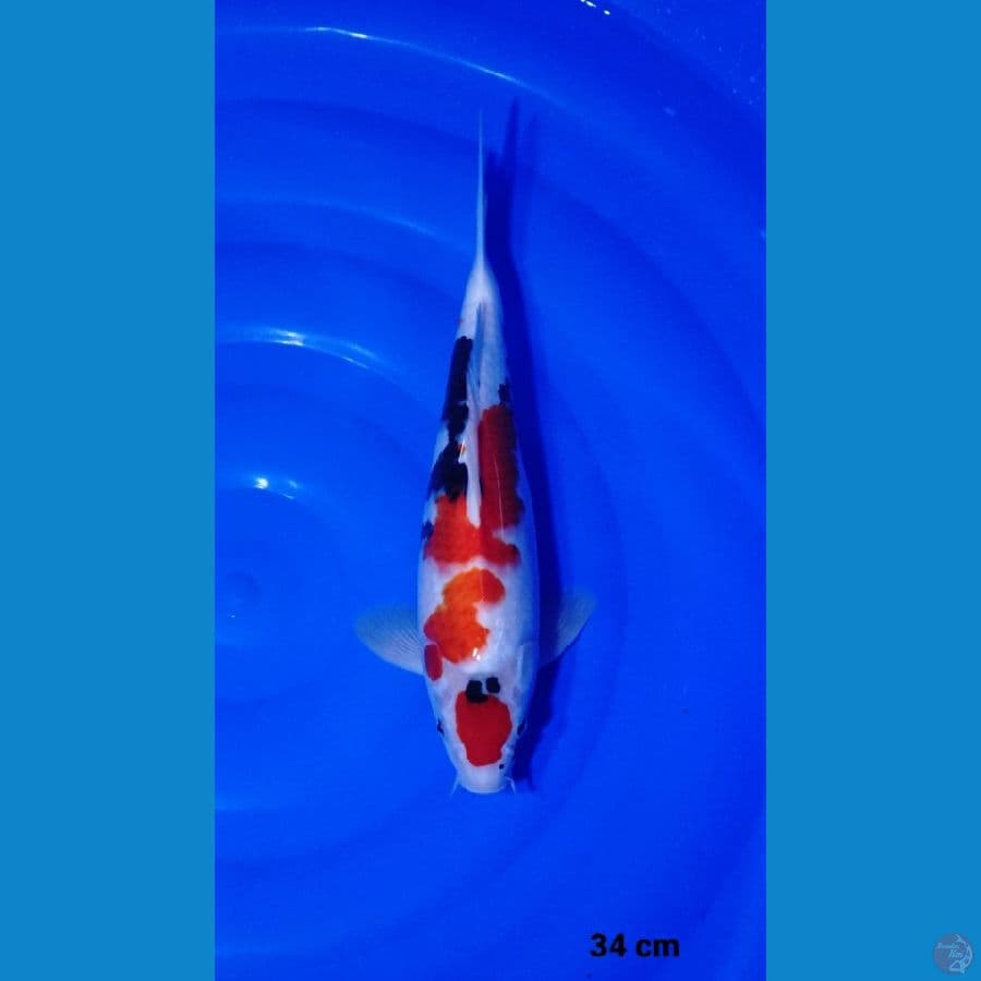 34cm showa sq