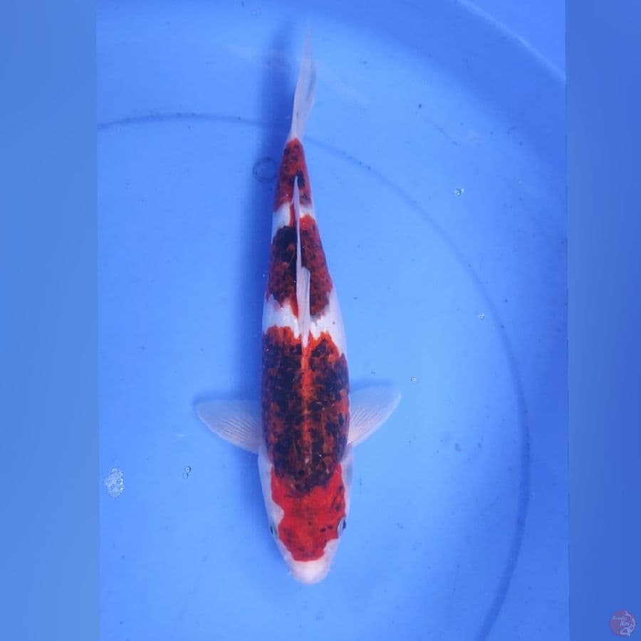 AI GOROMO 32CM