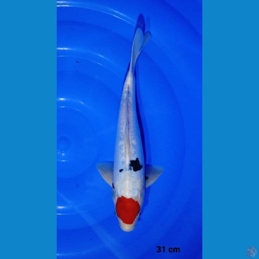 31cm tancho showa doitsu