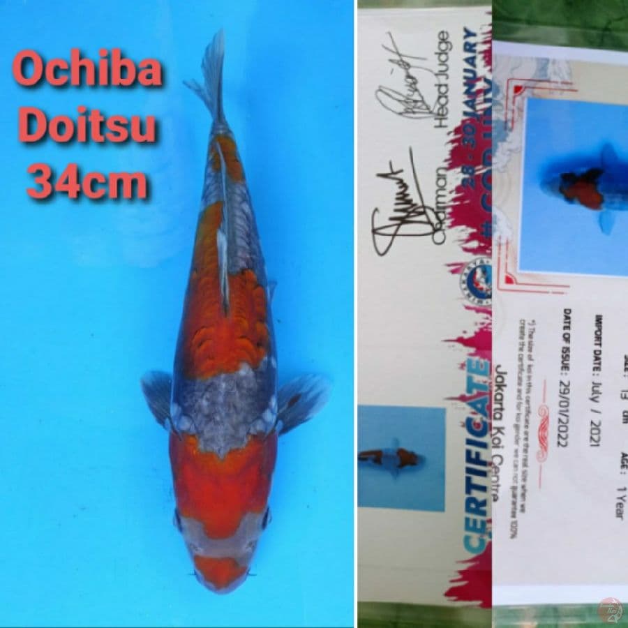 YAMAJYU OCHIBA DOITSU 34CM 2SERTI