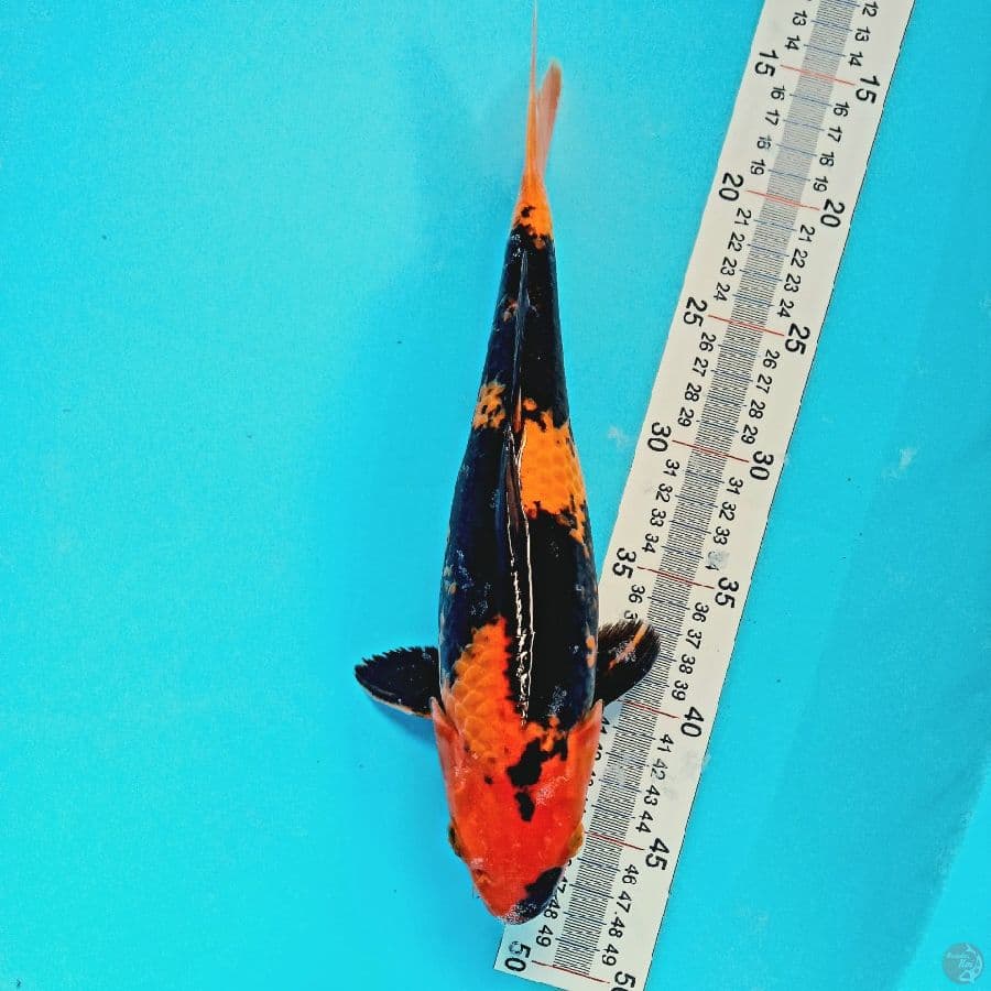 HI UTSURI//FM/32 CM
