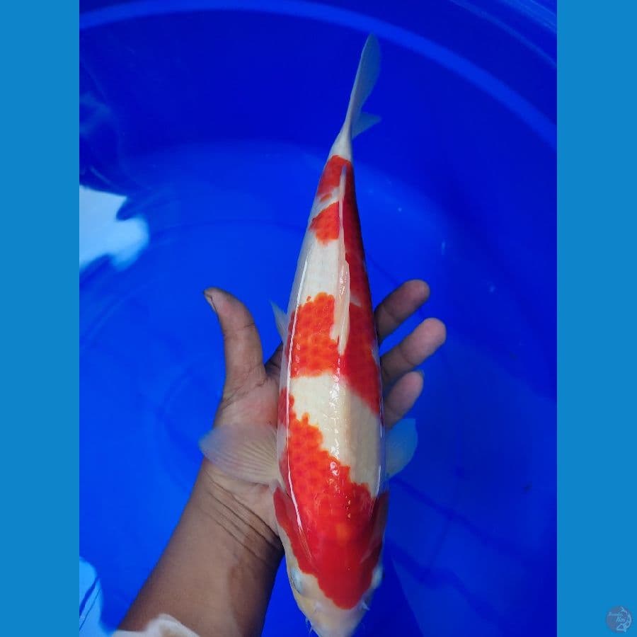 kohaku 37cm