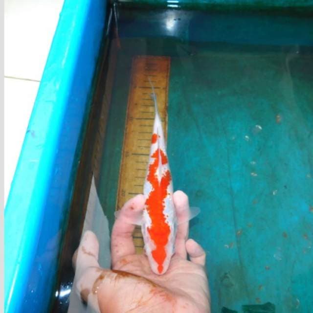 keris NIGOSOSRO