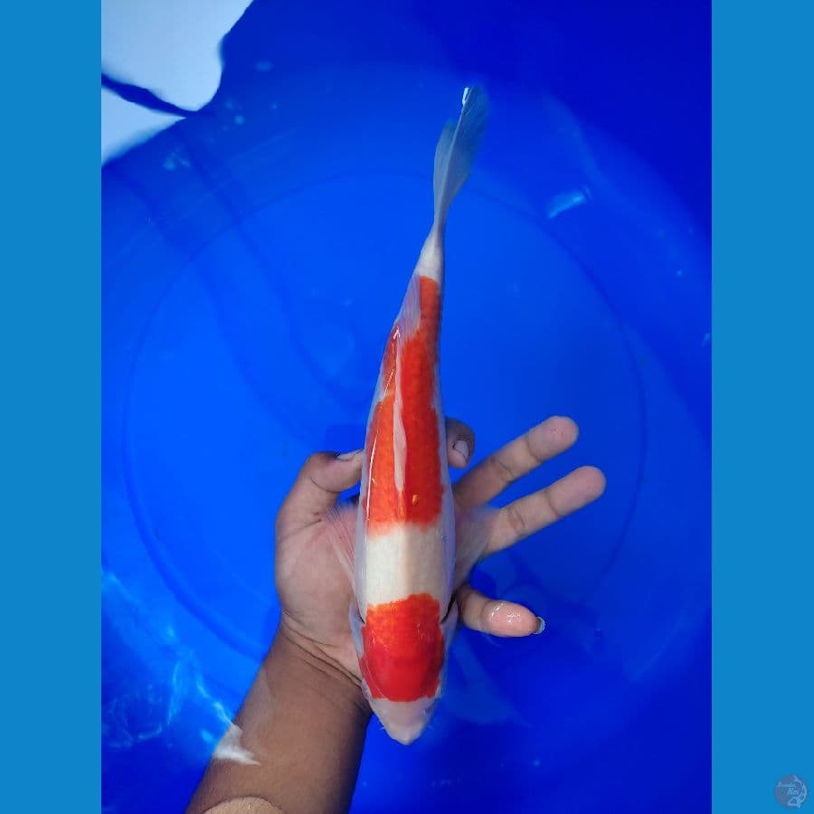 kohaku 32cm