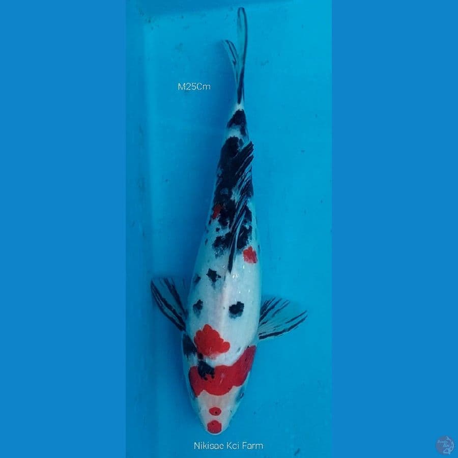 Sanke M25Cm