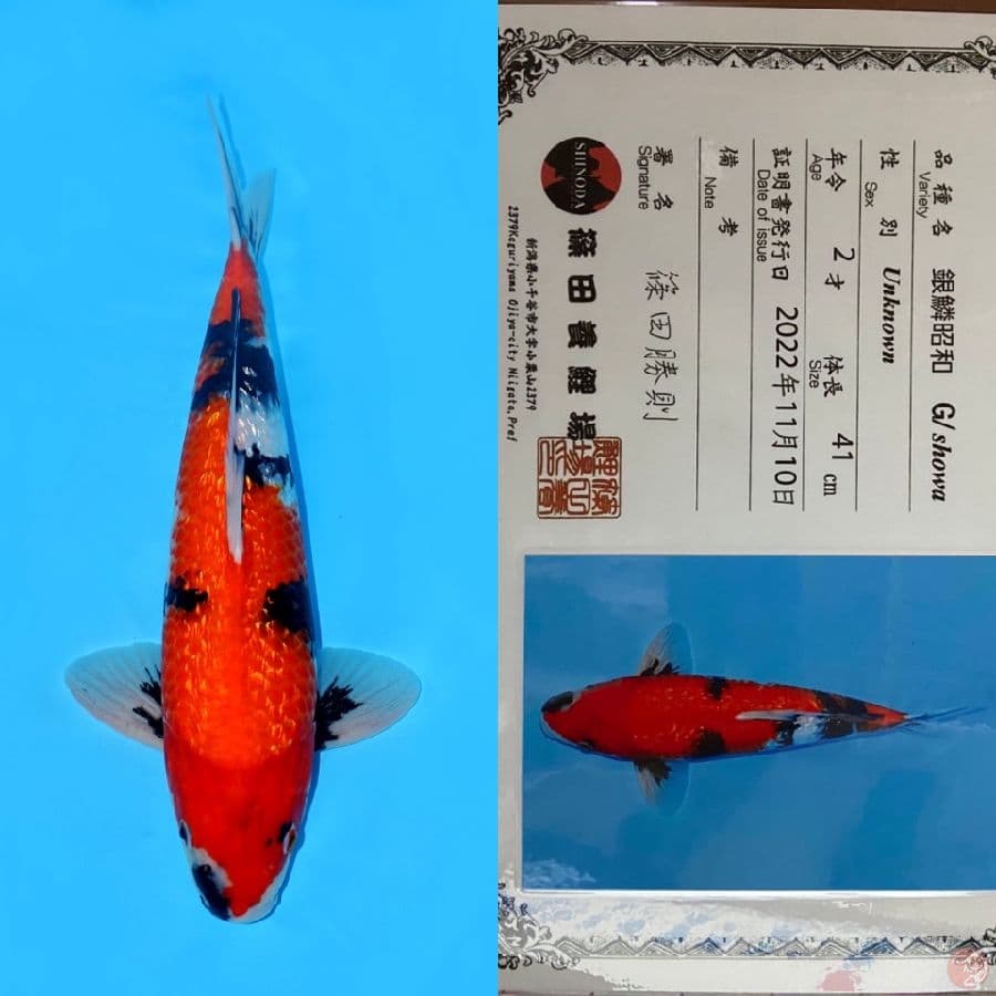 SHOWA GINRIN HQ SHINODA IMPORT 41CM