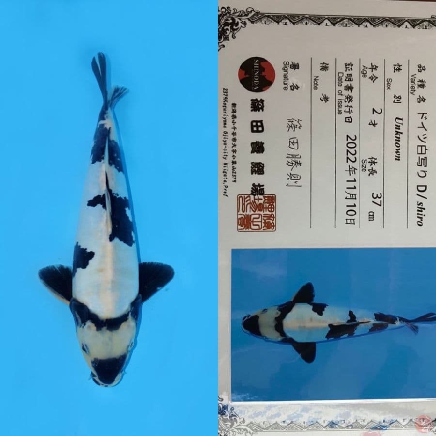 SHIRO DOITSU SHINODA HQ 37CM