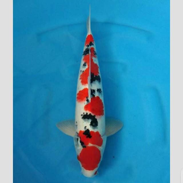sanke import jumbo koleksi