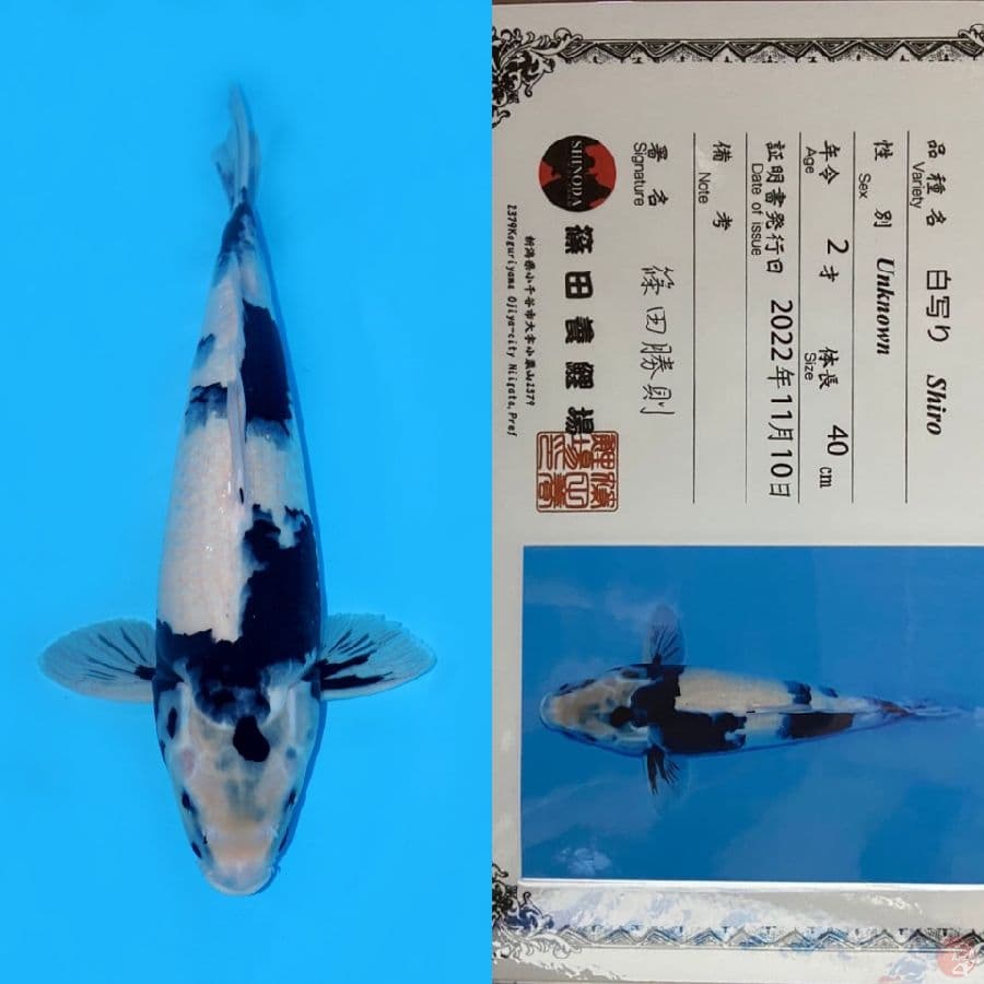 SHIRO UTSURI HQ SHINODA IMPORT 40CM