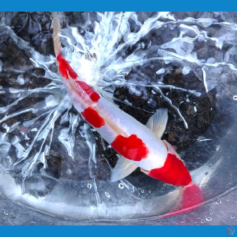 KOHAKU DOIT 28CM