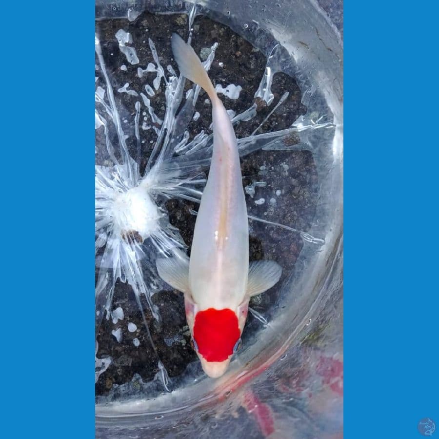TANCO Kohaku DOIT 25CM