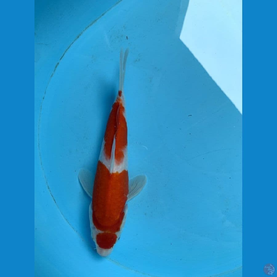 maruten kohaku 23cm female