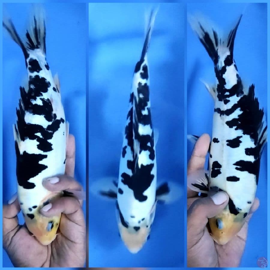 26CM # DOITSU MURNI SHIRO BEKKO - M