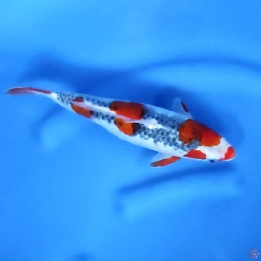 29CM # GOSHIKI - F