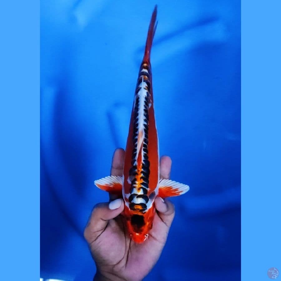 27CM # KAWARIMONO - M