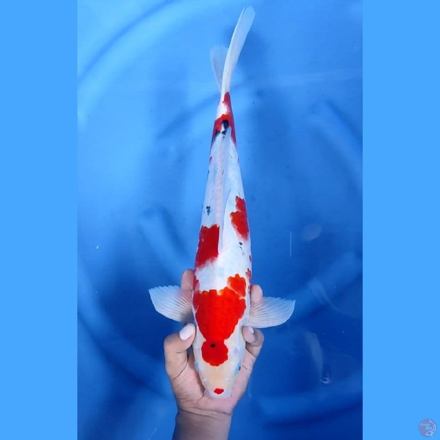 43CM # JUMBO SANKE - M